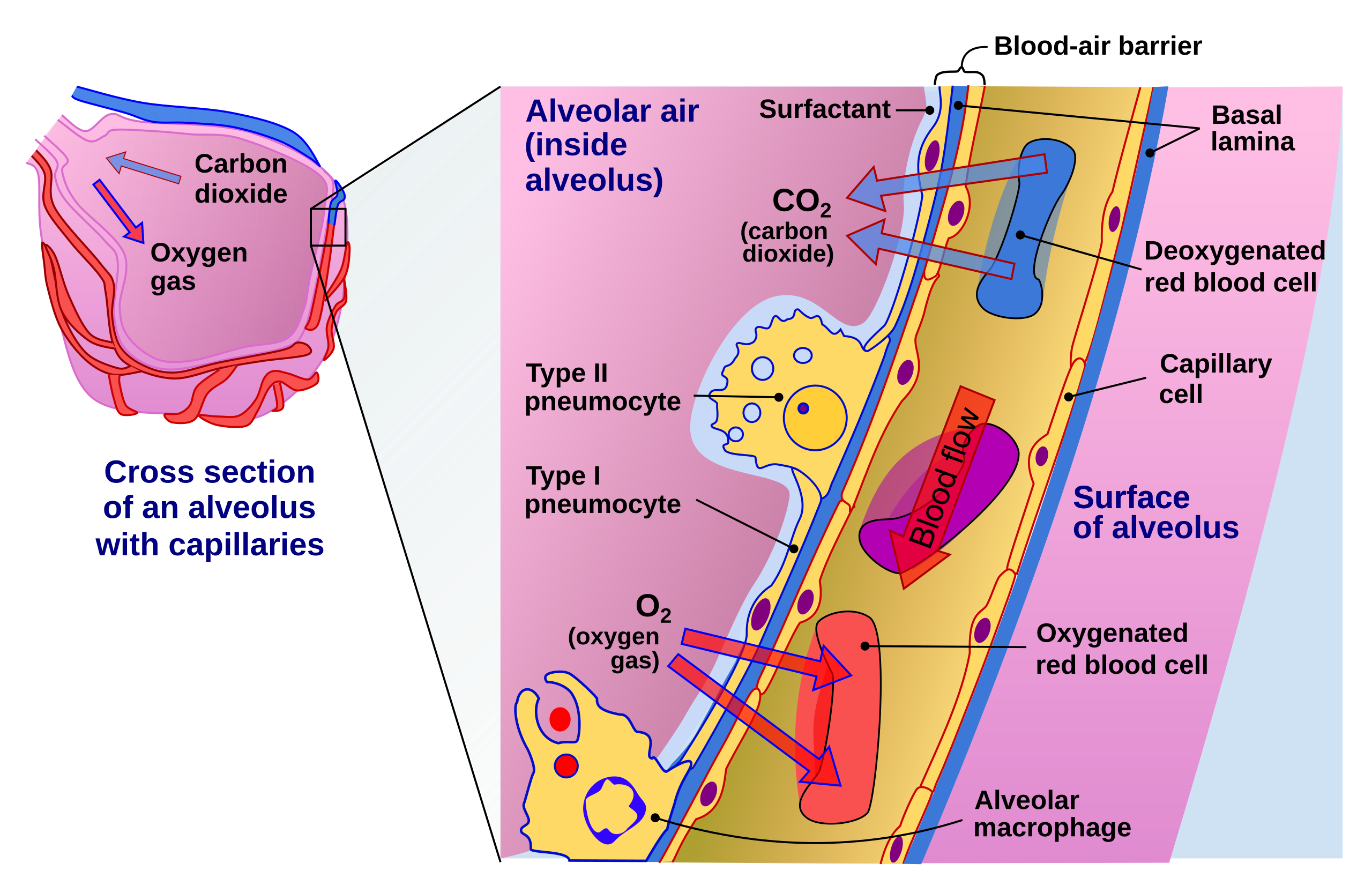 Oxygen Multistep Therapy Overview